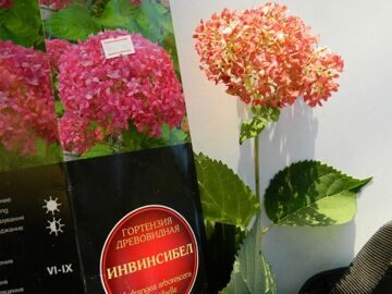 гортензия древовидная красная